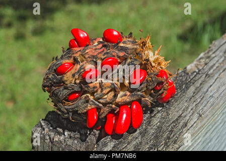 Magnolia grandiflora oder südlichen Magnolia Samen pod mit großen, hellen roten, reifen Samen.. Stockfoto