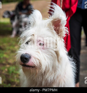 Portrait weiße Half-breed Ardennes Bouvier, Nahaufnahme Stockfoto