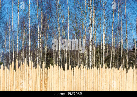 Die ursprüngliche Zaun der Spitz von Protokollen auf dem Hintergrund der Birke Wald an einem sonnigen Tag. Stockfoto