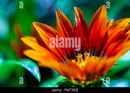 African Daisy Nah-, Makro Foto. Gazania ist eine Gattung von Blütenpflanzen in der Familie der Asteraceae, Eingeborener ins südliche Afrika. Stockfoto