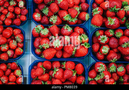 Frische Erdbeeren auf dem Markt verkauft. Stockfoto