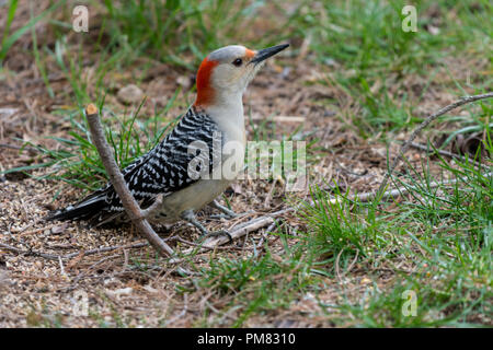 Weiblich Red-bellied Woodpecker (Melanerpes carolinus) auf dem Boden. Stockfoto