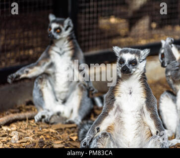 Eine kleine Gruppe von Kattas Sonnenbaden in Gefangenschaft. Stockfoto