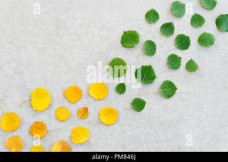 Grüne Blätter in Gelb. Wechsel der Jahreszeiten. Sommer und Herbst Blätter auf konkreten Hintergrund. Stockfoto