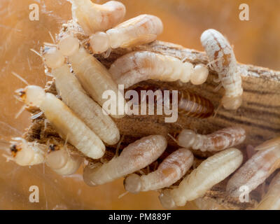 Drywood termite König und der Arbeitnehmer (Cryptotermes) Stockfoto