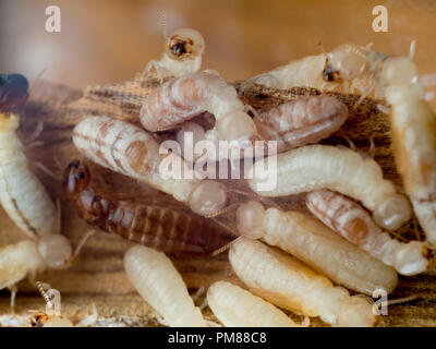 Drywood termite König und Arbeiter, Cryptotermes Stockfoto