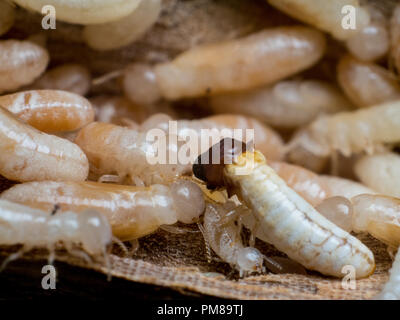 Soldaten und Arbeiter der termite Hive auf Holz Möbel Stockfoto