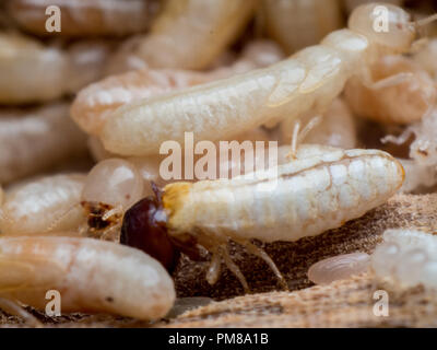 Soldaten und Arbeiter der termite Hive auf Holz Möbel Stockfoto