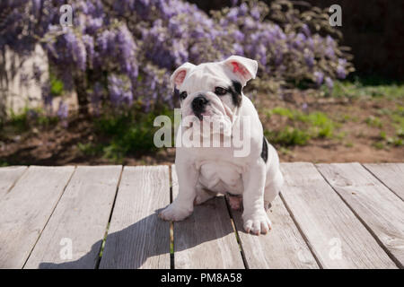 Schwarz & Weiß baby Bulldogge Welpe Hund an Deck sitzen auf der Suche lonley und traurig. Stockfoto