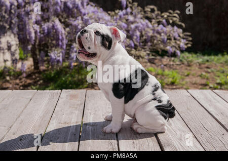 Schwarz & Weiß baby Bulldogge Welpe Hund an Deck Profil Mund öffnen. Es sieht so aus, als wenn er lacht oder in der Hoffnung auf einen Leckerbissen. Er kann sogar sprechen. Stockfoto