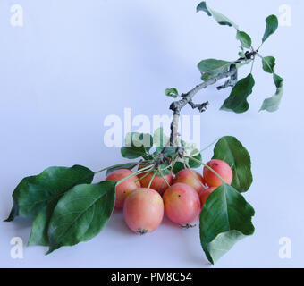 Wilde Äpfel mit lebendigen Farben auf einem Zweig auf weißem Hintergrund Stockfoto