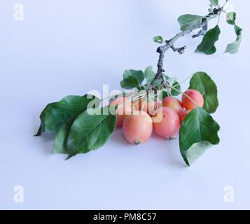 Wilde Äpfel mit lebendigen Farben auf einem Zweig auf weißem Hintergrund Stockfoto