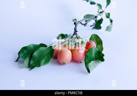 Wilde Äpfel mit lebendigen Farben auf einem Zweig auf weißem Hintergrund Stockfoto