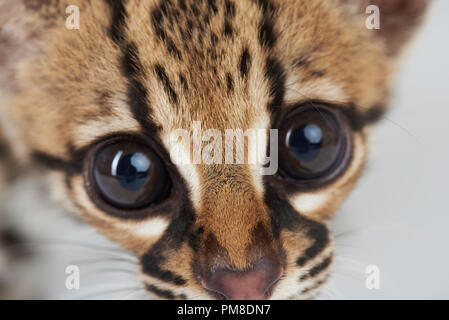 Close-up Portrait von wilde Katze in Kamera suchen Stockfoto