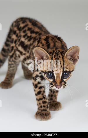 Leopard Baby Katze schauen in die Kamera auf weißem Hintergrund Stockfoto