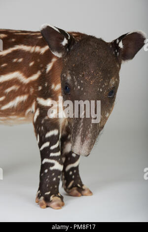 Ein Baby Tapir stehend auf weißem Hintergrund Stockfoto