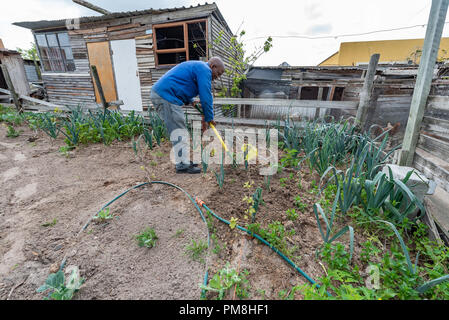 Biologische pflanzliche Bauernhof im Township Guguletu, Kapstadt, Südafrika Stockfoto