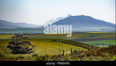 Kleinrivier Berge, Western Cape, Südafrika Stockfoto