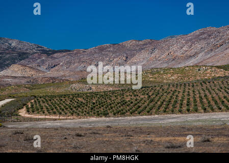 Olivenplantage in Langeberg, Klein Karoo, Südafrika Stockfoto