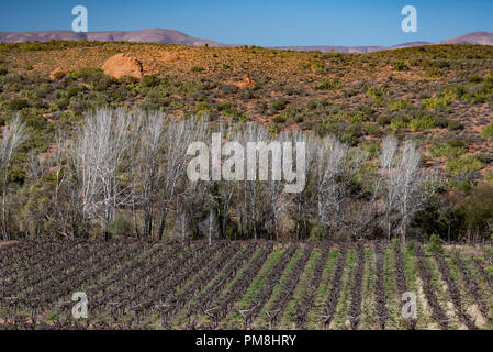 Die Weinberge von Redstone Hills, Klein Karoo, Südafrika Stockfoto