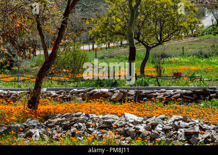 Blumen am Straßenrand, Route 62, Klein Karoo, Südafrika Stockfoto