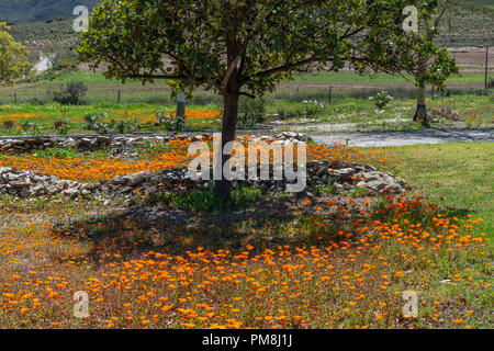 Blumen am Straßenrand, Route 62, Klein Karoo, Südafrika Stockfoto