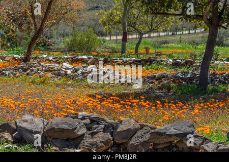 Blumen am Straßenrand, Route 62, Klein Karoo, Südafrika Stockfoto