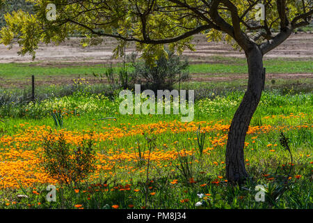 Blumen am Straßenrand, Route 62, Klein Karoo, Südafrika Stockfoto