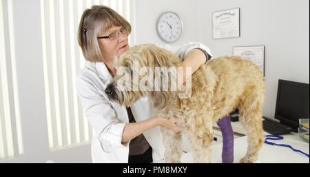 Tierarzt Arzt Prüfung verletzt Terrier Hund in medizinischen Büro Stockfoto