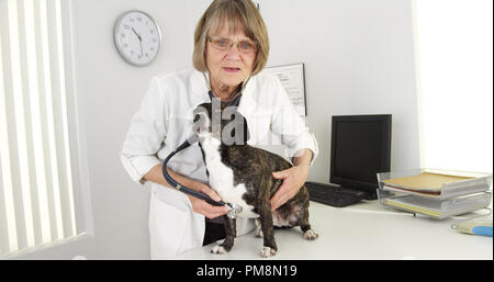 Weibliche Tierarzt prüfen niedlichen Hund mit einem Stethoskop Stockfoto