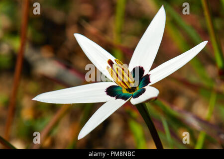 Peacock Blume (Pauridia capensis) Stockfoto