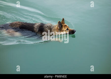 Deutscher Schäferhund im Meer schwimmen. Stockfoto