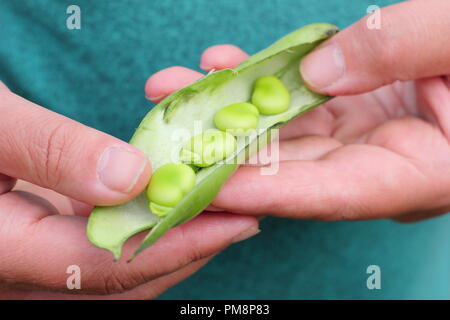 Vicia faba. Frisch gepflückte Bohne Hülsen split Öffnen durch männliche Gärtner saftige Bohnen im Sommer zu offenbaren Stockfoto
