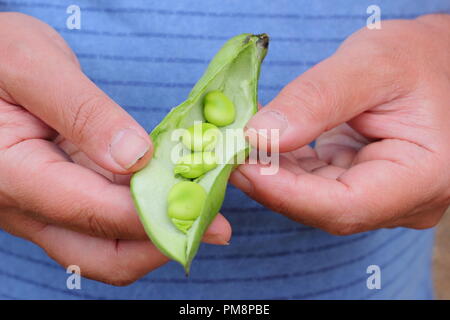 Vicia faba. Frisch gepflückte Bohne Hülsen split Öffnen durch männliche Gärtner saftige Bohnen im Sommer zu offenbaren Stockfoto