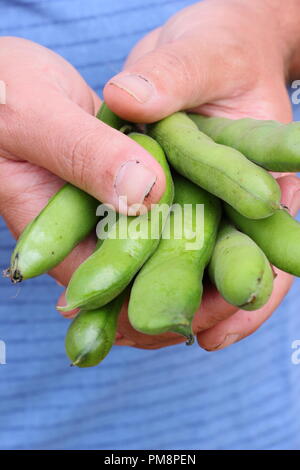 Vicia faba. Frisch gepflückte Bohne Hülsen split Öffnen durch männliche Gärtner saftige Bohnen im Sommer zu offenbaren Stockfoto