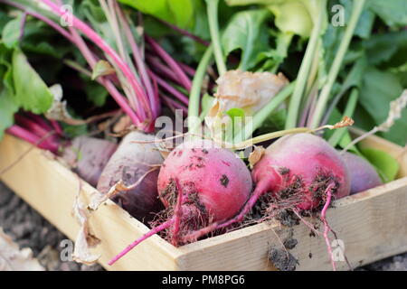 Beta vulgaris. Frisch geerntete hausgemachte Boltardy und Chioggia Rote Beete Sorten in einem hölzernen Samenbehälter UK Stockfoto