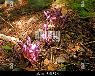 Blühende Klumpen der parasitären pflanze lila Toothwort (Lathraea clandestina) oder Geheimen auf dem Waldboden in der Ariège Pyrenäen, Frankreich Stockfoto