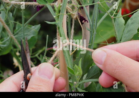 Lathyrus Odoratus. Gärtner Bindungen in Sweet pea Pflanzen Stöcke mit Garten Garn stark, gerade das Wachstum zu fördern, Juli, Großbritannien Stockfoto