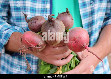 Beta vulgaris. Mann hält frisch geerntete Bio-Rote Bete Boltardy und Chioggia Sorten in einem englischen Garten im August, Großbritannien Stockfoto