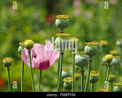 Lila Blume von Papaver somniferum, Schlafmohn oder breadseed Mohn unter Fülle von Reif seedheads in der Ariege Pyrenäen Frankreich Stockfoto