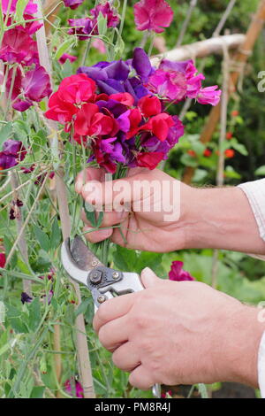 Lathyrus Odoratus. Schneiden Sweet pea Blumen in einem Englischen Garten im Sommer, Großbritannien Stockfoto