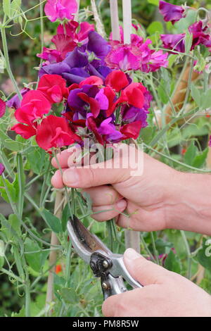 Lathyrus Odoratus. Schneiden Sweet pea Blumen in einem Englischen Garten im Sommer, Großbritannien Stockfoto