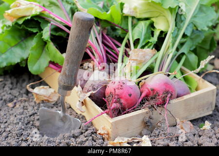 Beta vulgaris. Frisch geerntete hausgemachte Boltardy und Chioggia Rote Beete in einem Holztablett, Juli, Großbritannien Stockfoto