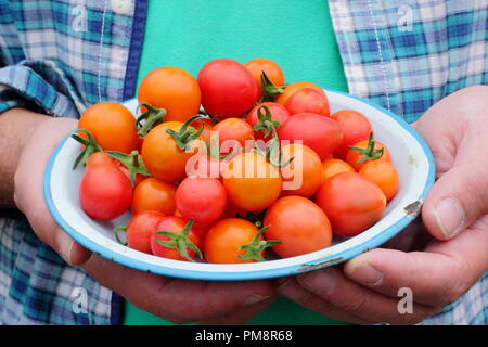 Tomaten (Solanum lycopersicum). Gärtner mit frisch gepflückten hausgemachten Tomaten auf einem Teller. VEREINIGTES KÖNIGREICH Stockfoto