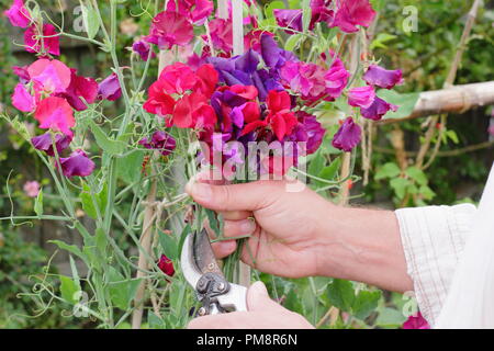 Lathyrus Odoratus. Schneiden Sweet pea Blumen in einem Englischen Garten im Sommer, Großbritannien Stockfoto