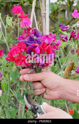 Lathyrus Odoratus. Schneiden Sweet pea Blumen in einem Englischen Garten im Sommer, Großbritannien Stockfoto