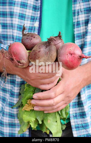 Beta vulgaris. Mann hält frisch geerntete Bio-Rote Bete Boltardy und Chioggia Sorten in einem englischen Garten im August, Großbritannien Stockfoto