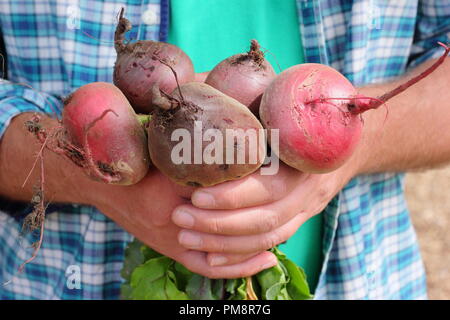 Beta vulgaris. Mann hält frisch geerntete Bio-Rote Bete Boltardy und Chioggia Sorten in einem englischen Garten im August, Großbritannien Stockfoto