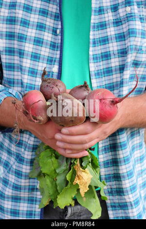 Beta vulgaris. Mann hält frisch geerntete Bio-Rote Bete Boltardy und Chioggia Sorten in einem englischen Garten im August, Großbritannien Stockfoto