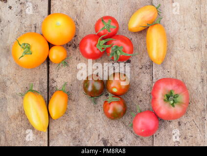 Solanum Lycopersicum. Frisch selbst angebauten Tomaten einschließlich Orange Parouche, Chadwick Cherry und Tibet Apple geerntet. Stockfoto